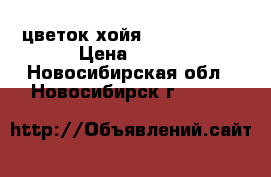 цветок хойя  scotid lif › Цена ­ 150 - Новосибирская обл., Новосибирск г.  »    